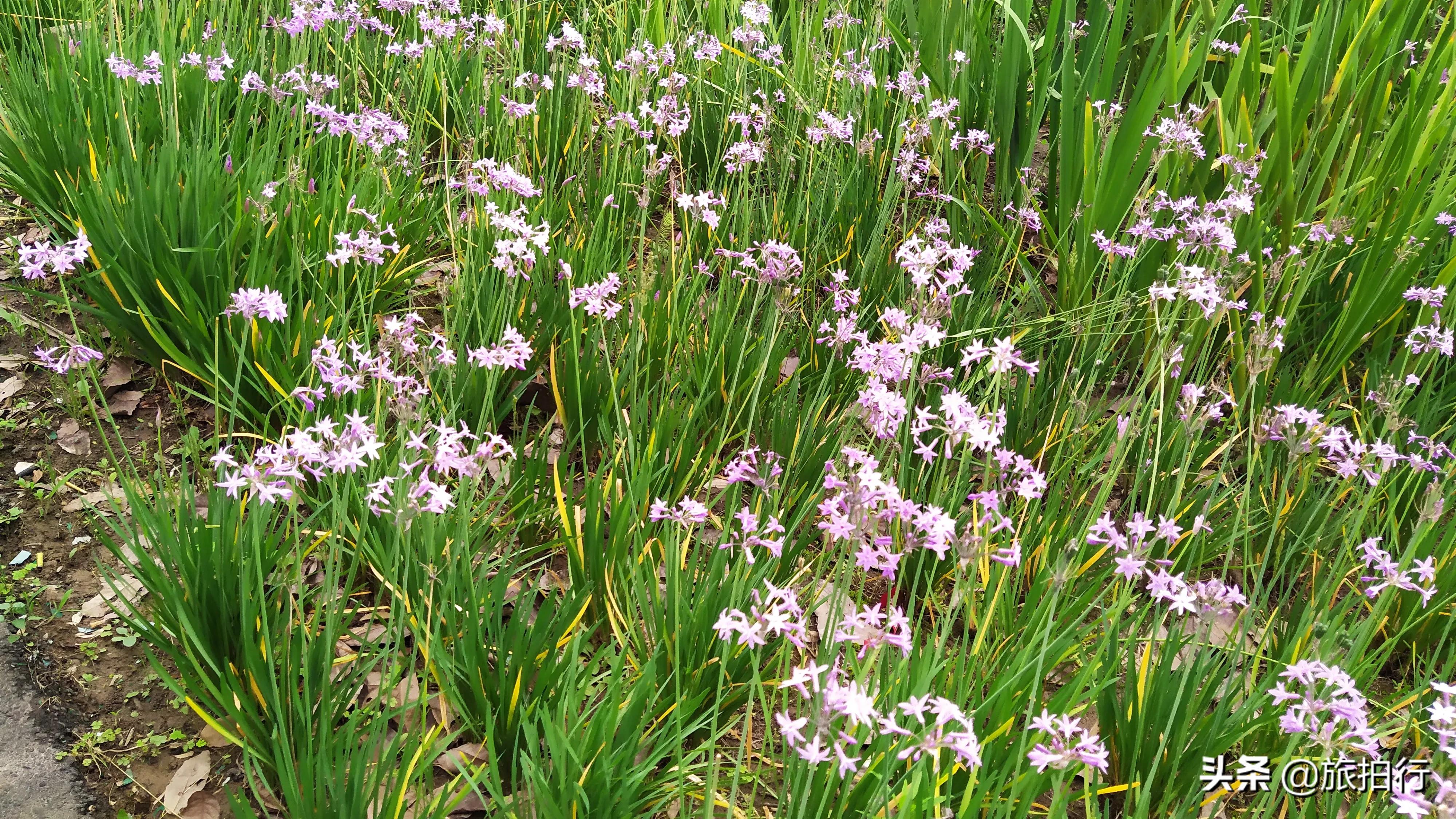 紫娇花 花朵紫粉 叶子似韭菜 天天看点