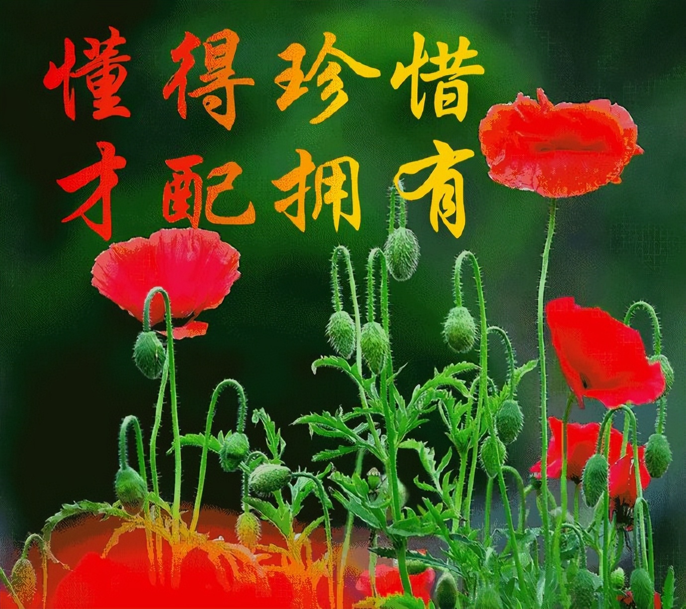 清晨暖人心的祝福语句子 你若盛开、清风自来图片