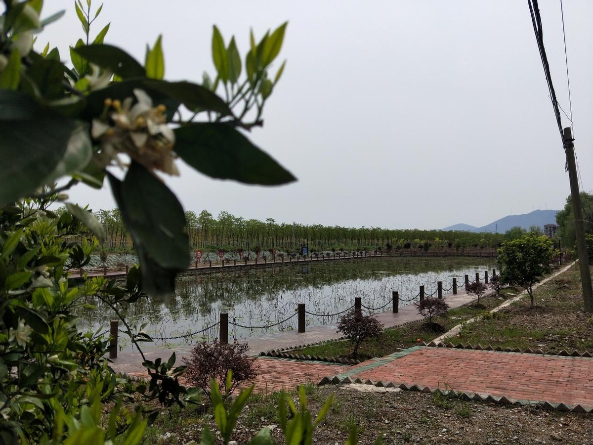 建设“清洁庭院、美丽菜园”阳新半壁山管理区争创国家卫生乡镇