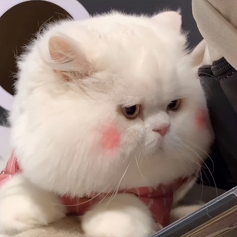 微信头像猫咪萌图片(可爱猫咪头像) - 赤虎壹号