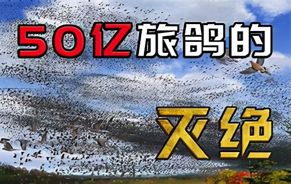 因肉质鲜美被人类吃灭绝，从50亿只到1只不剩，仅仅用了100年