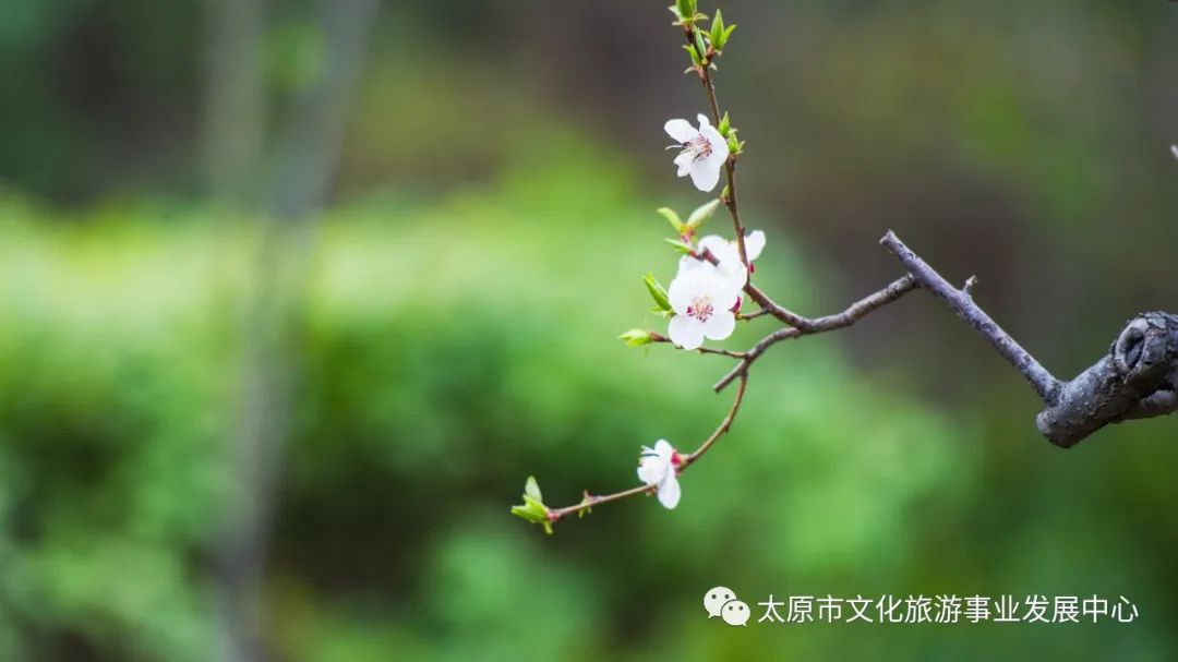 线上展览|“山河春意 锦绣太原——花的世界”主题摄影线上图片展（二十二）