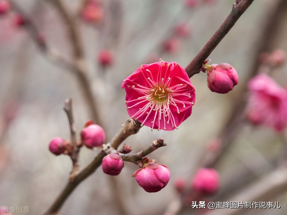 百花争放暗香溢，留连忘返戏蜂蝶