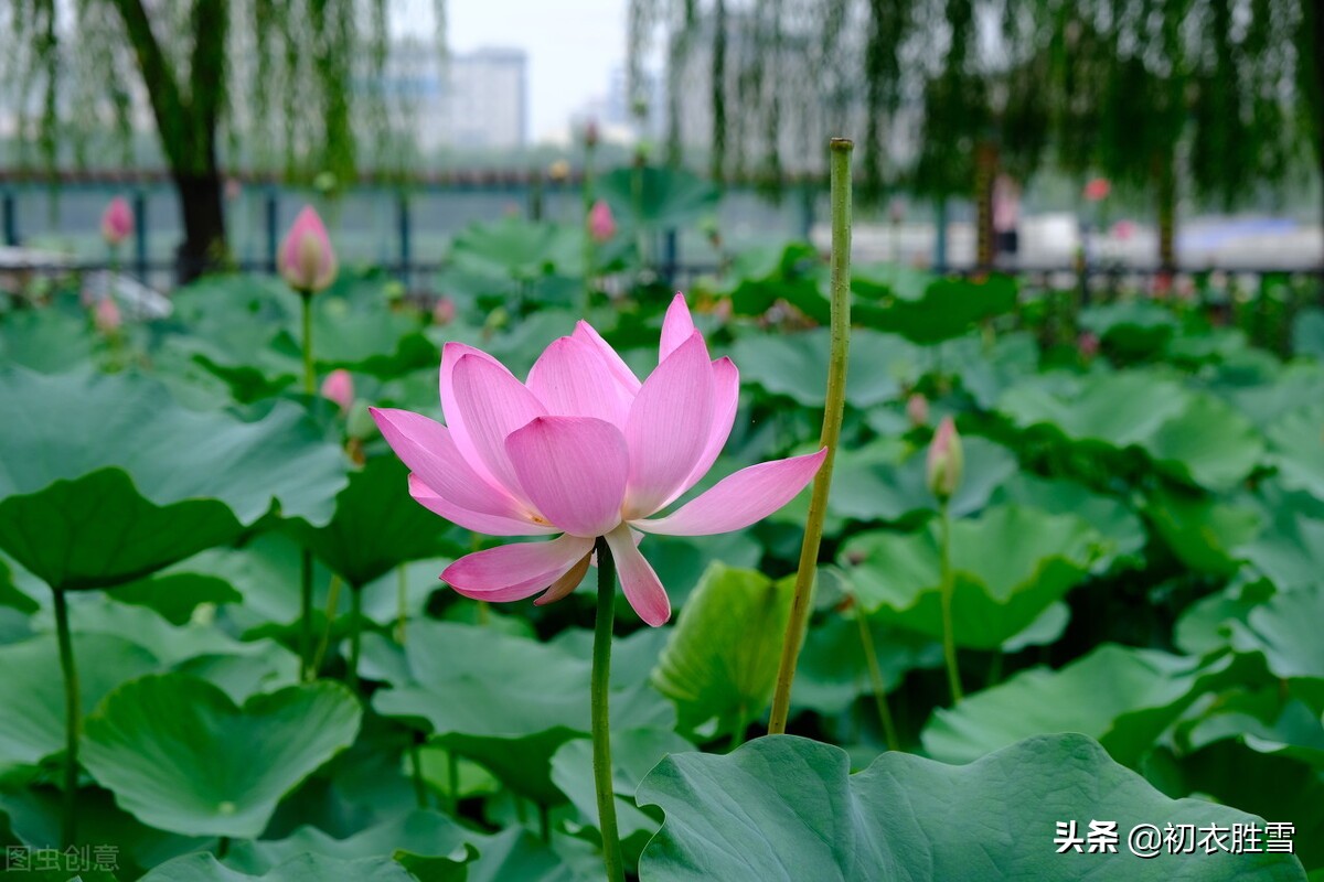 仲夏清新早荷美诗五首：一花一叶自相连，待得花开叶已圆