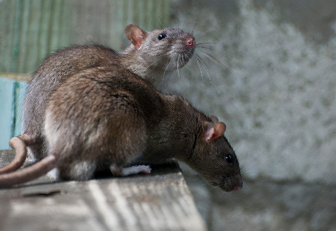在农村长大的朋友们,应该很清楚在以前到了晚上,经常在路上,室内见到