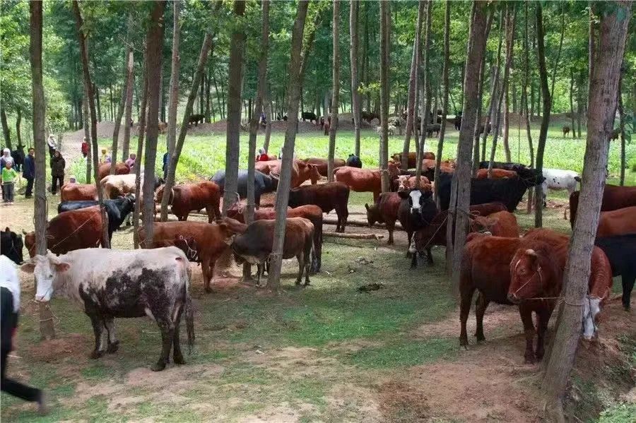 云南昭通昭阳乐德古村：山窝里的幸福馨居