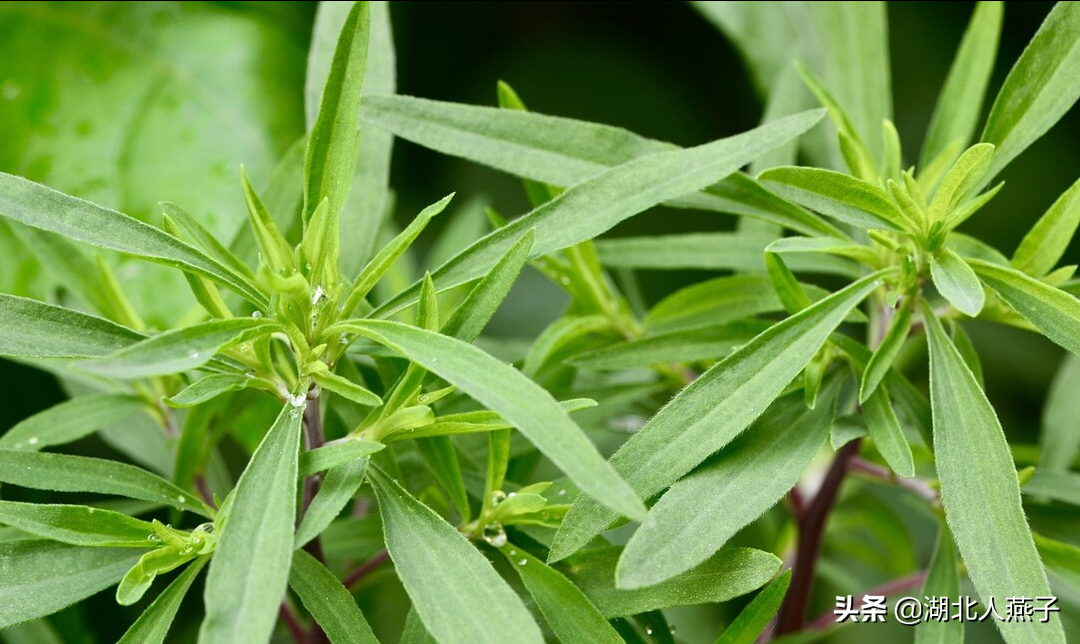 夏季摘野菜，送你61种野菜大图鉴，让你轻松认识各种野菜和吃法