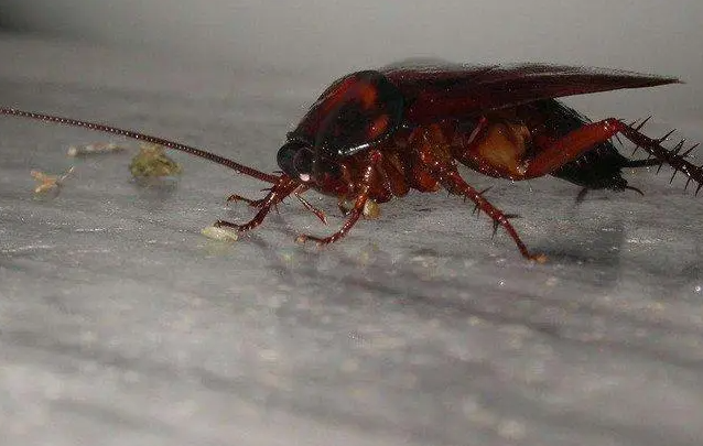 曱怎么读？曱的读音和意思