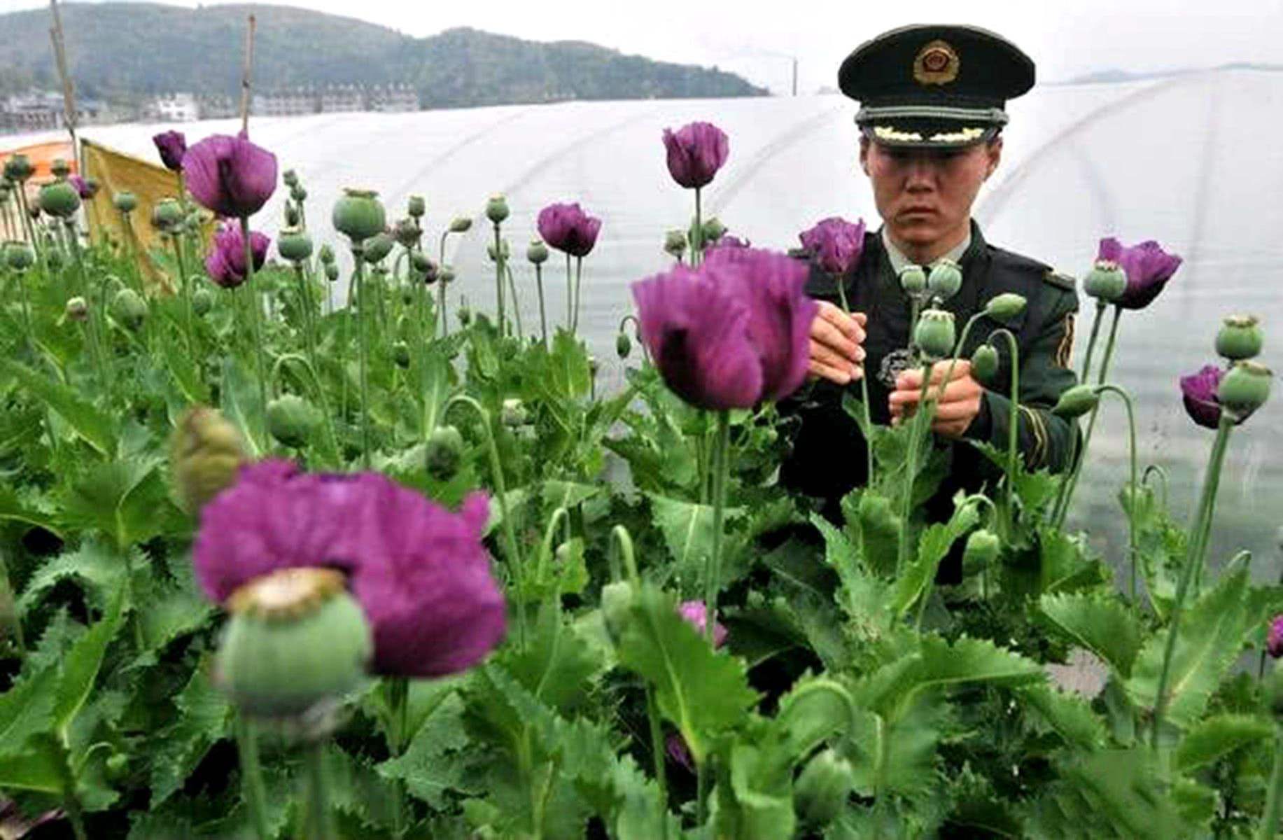 鸦片俗称大烟源于罂粟植物的什么 -生活知识库-动动脑