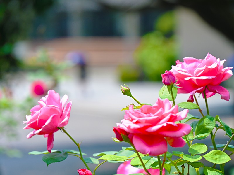 面向全国推介！重庆一高校硬核成果入选司法部典型案例！