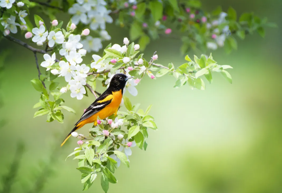 微风拂过唯美句子6_晶羽科技