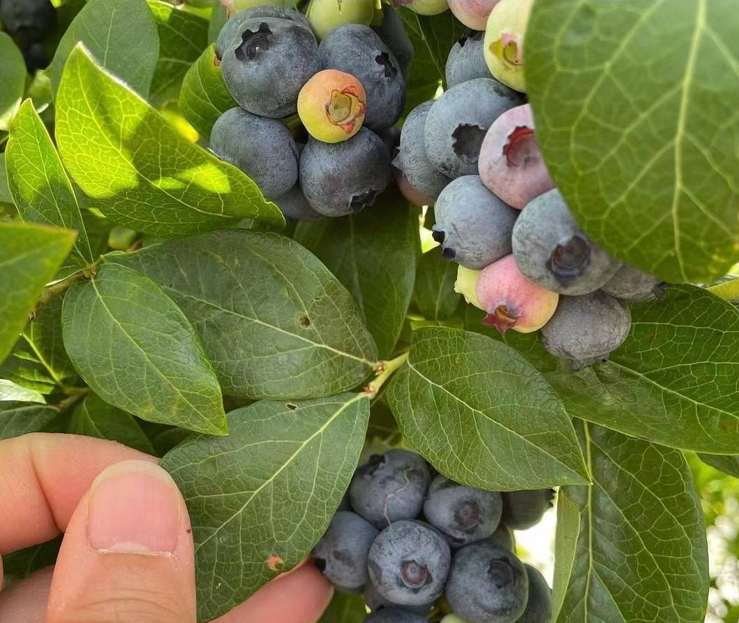 家庭种蓝莓，简单2招，果子又大又多又美味，在家实现蓝莓自由