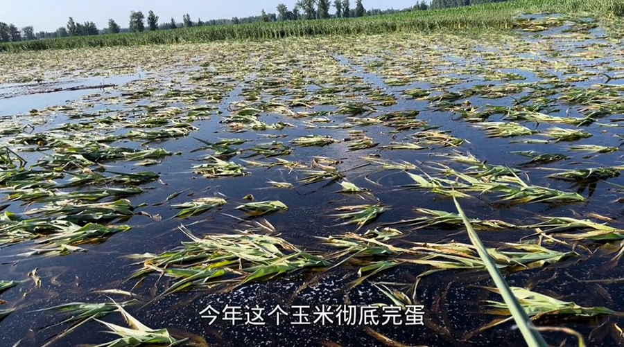 河南：糧食產量連續16年豐收的背后