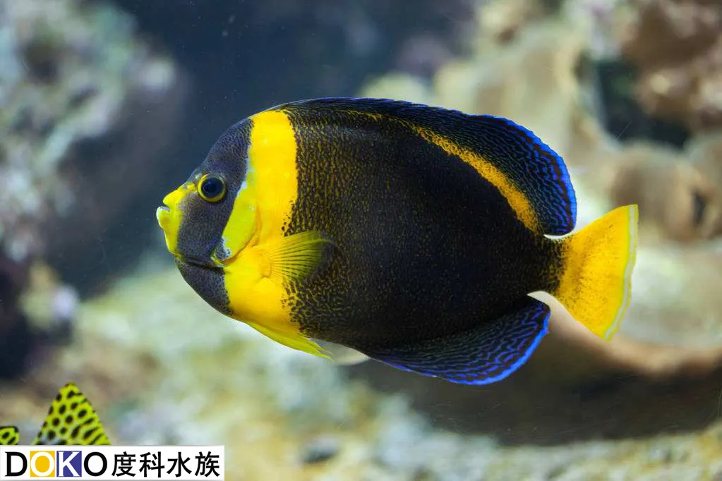 写微头条，可以跟着语文课本学写一段话,一段话，在结构上一般有三种样式总—分—总
