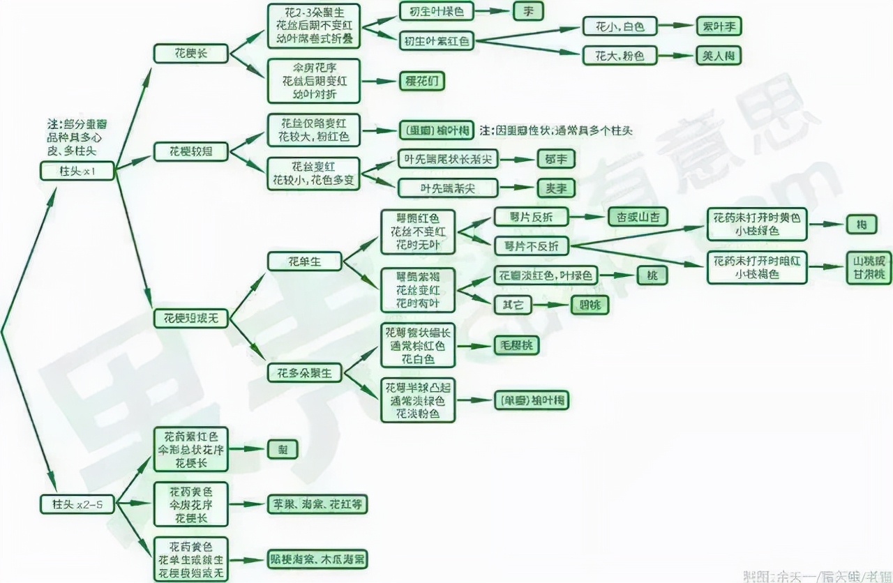 又到了樱梅桃李梨杏海棠……盛开的季节！脸盲吗？看这个