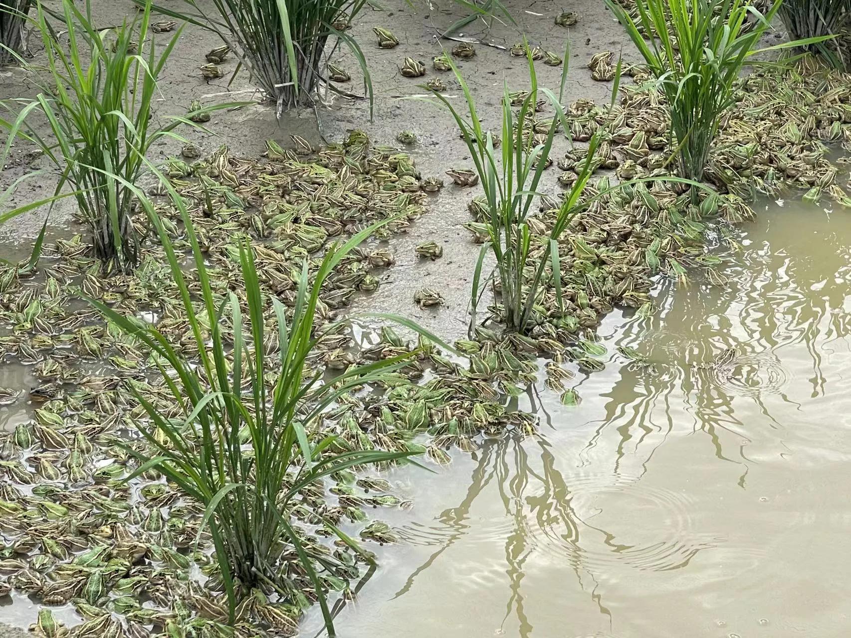 连续阴雨天幼蛙驯食管理