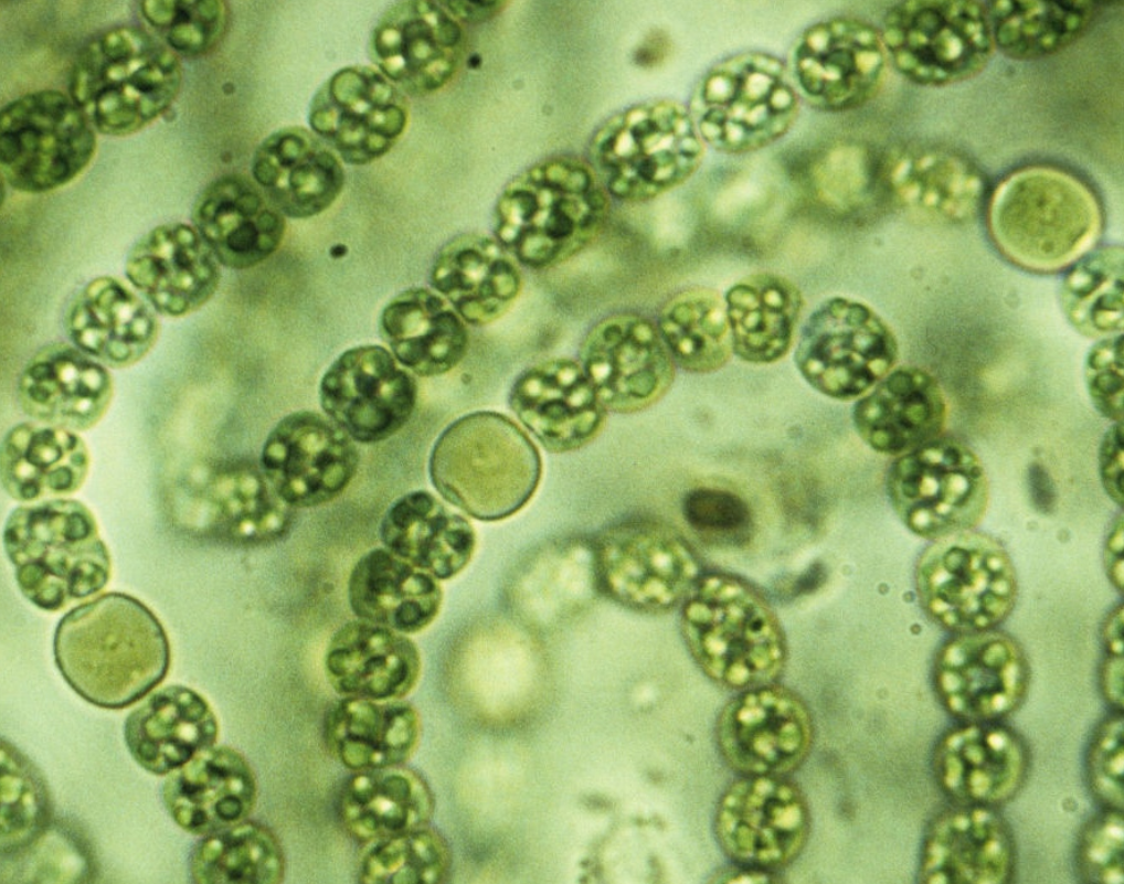 石油是古生物形成的？一个油田上亿吨石油，有那么多古代生物吗？