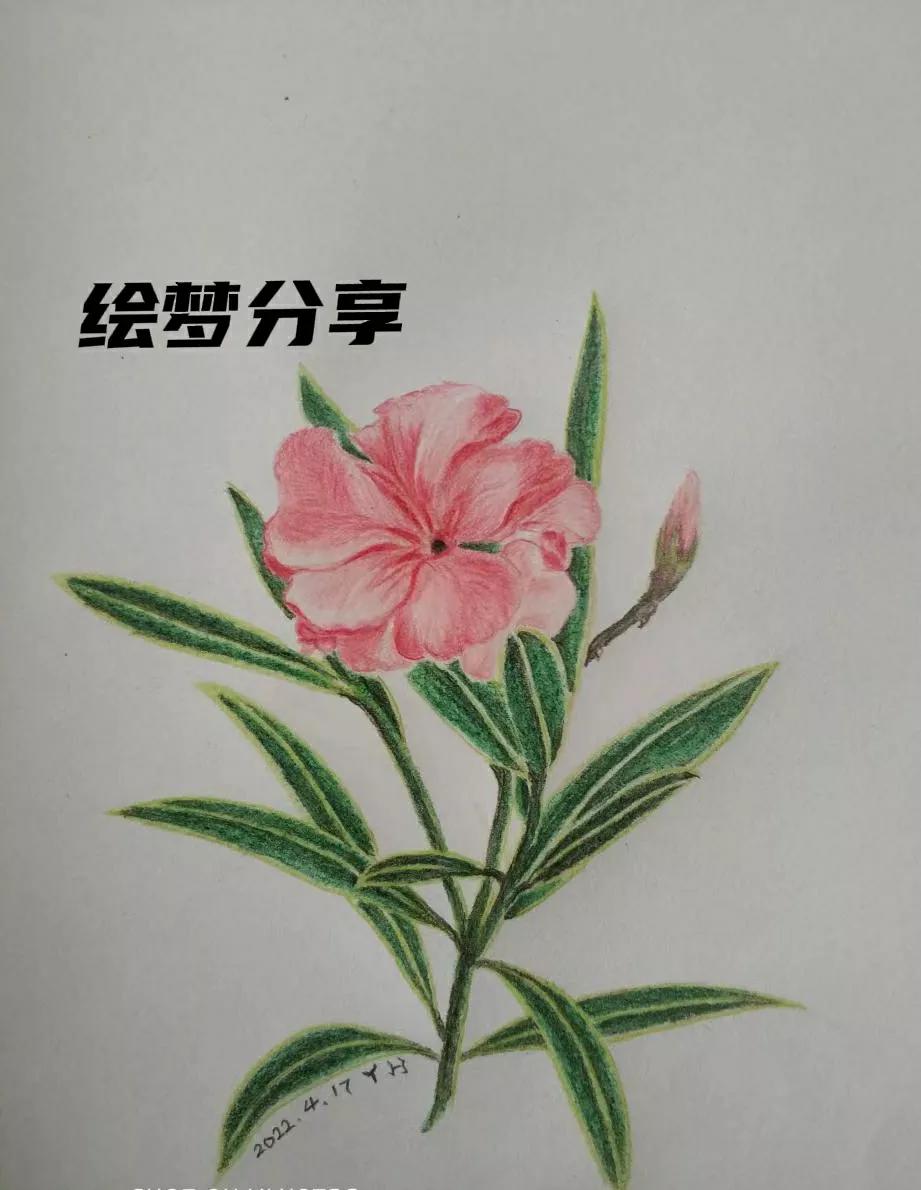 零基础自学彩铅画第十七张来了,临摹夹竹桃,附上临摹过程