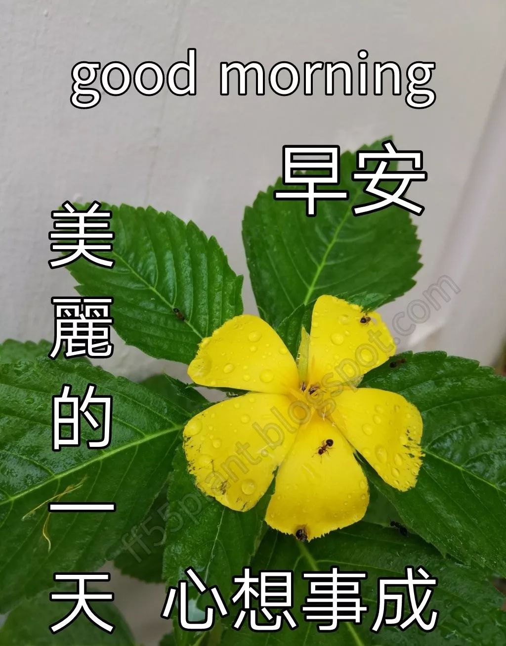 感恩节清早问候大家早上好的早安祝福语图片，相遇最美、感谢有你图片