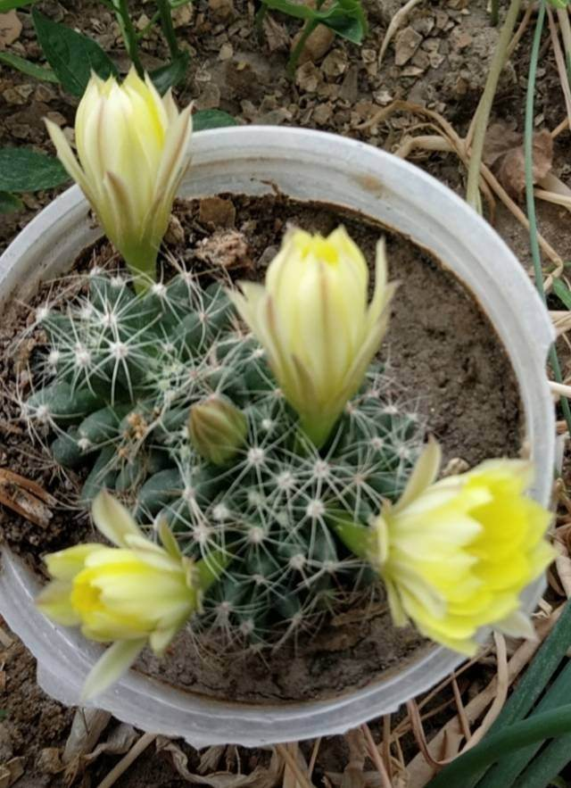 花都开好了歌词 花都开好了歌词she 今日头条娱乐新闻网