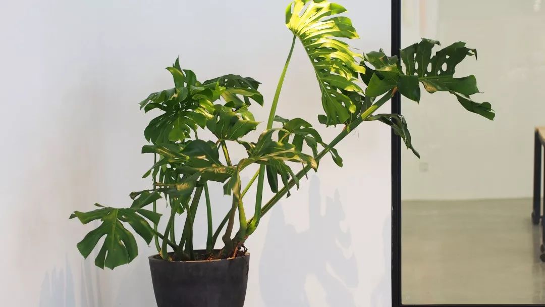 杭州吴越画室：2023届「定制班」招生简章，开启艺术的大门