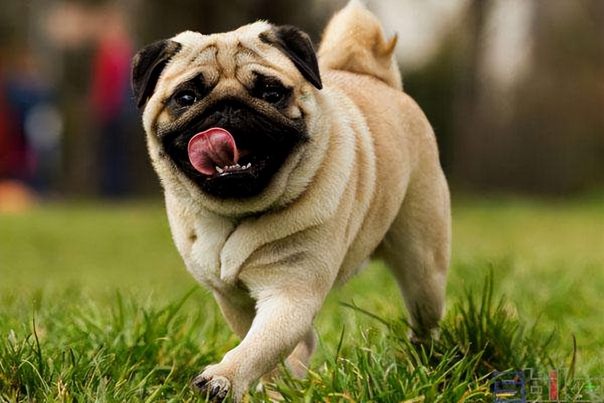 "寿命不长"的巴哥犬,会有这4个特点,你家狗有吗?