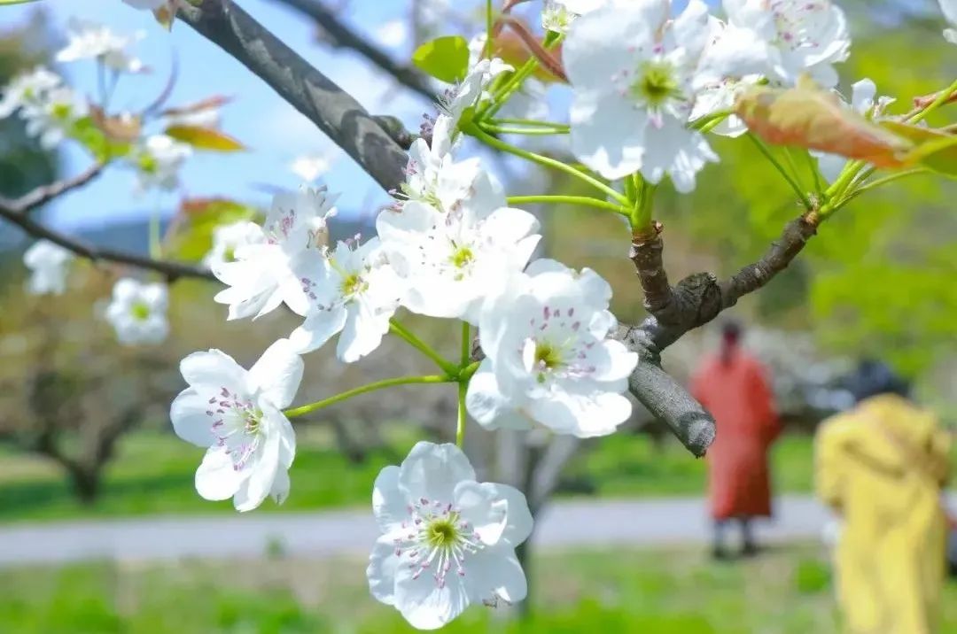 百花深处是庐江，邀您云赏春日梨花