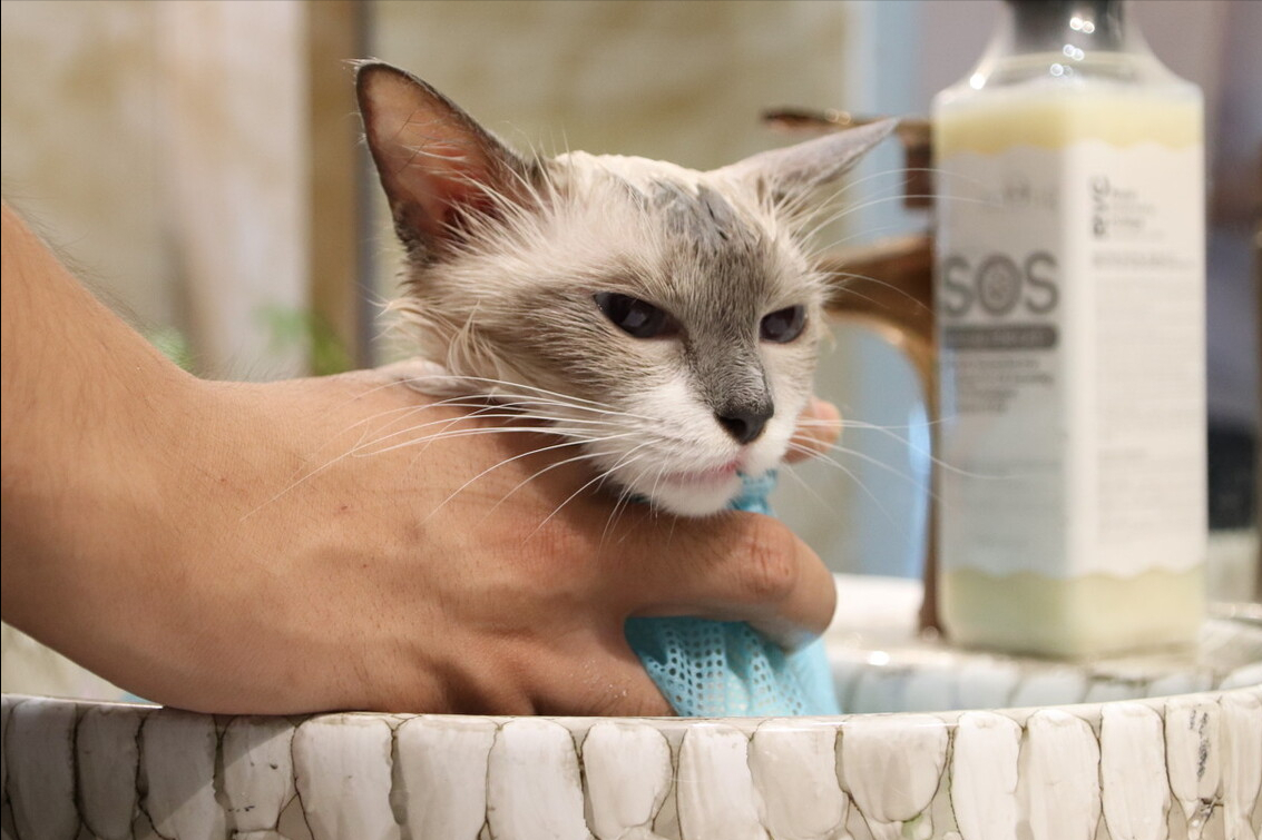 猫咪驱虫后多久可以洗澡（最全猫咪洗澡全攻略）