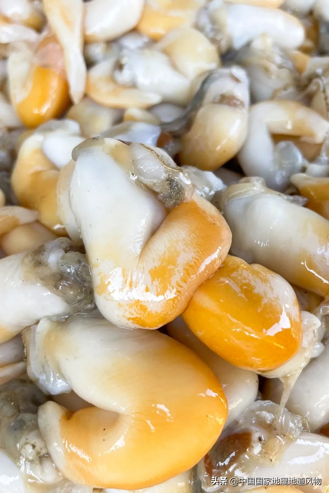 中国第一海鲜大省的这座城，让国人实现顶级生蚝自由