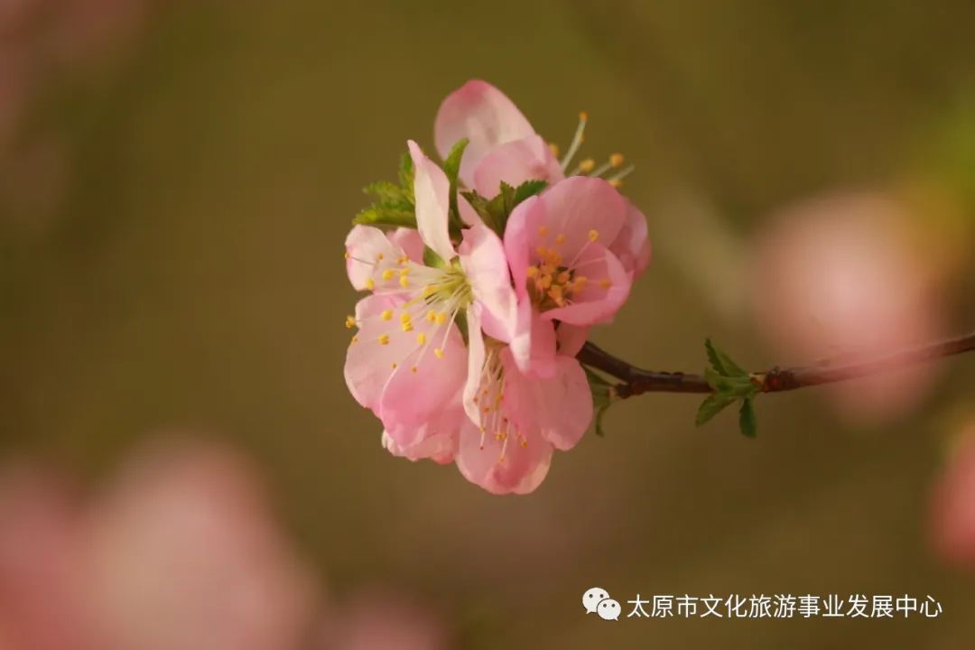 线上展览|“山河春意 锦绣太原——花的世界”主题摄影线上图片展（一）