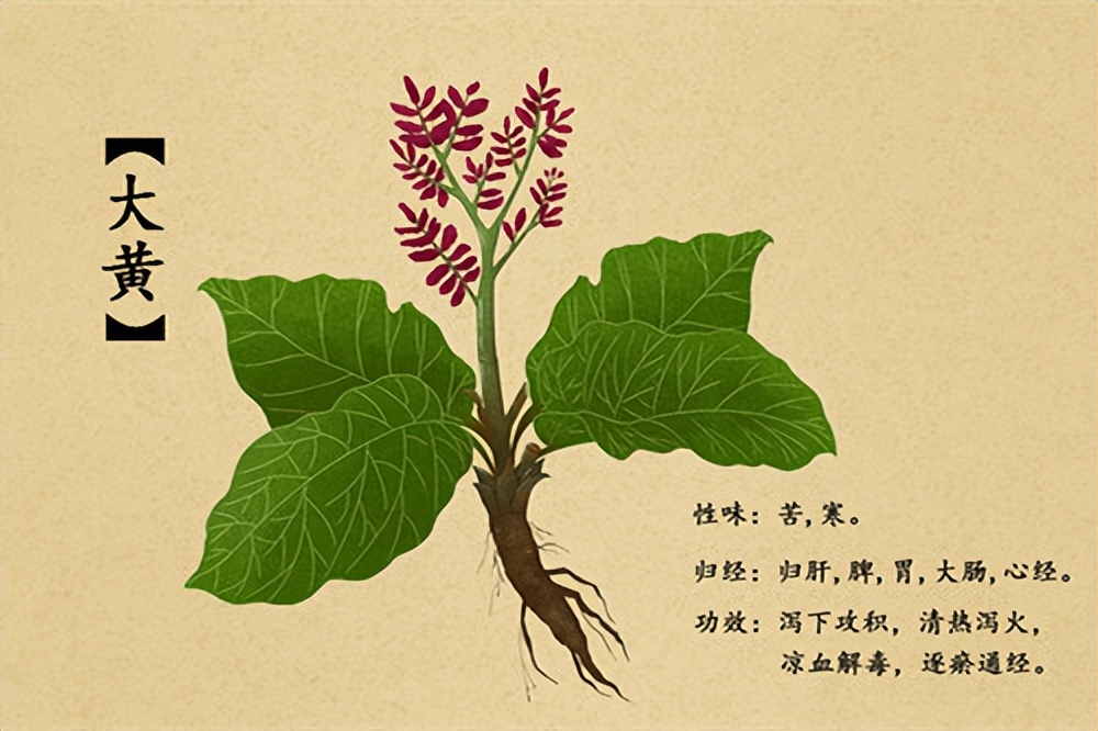 川大黄的功效与作用-我的快乐小窝