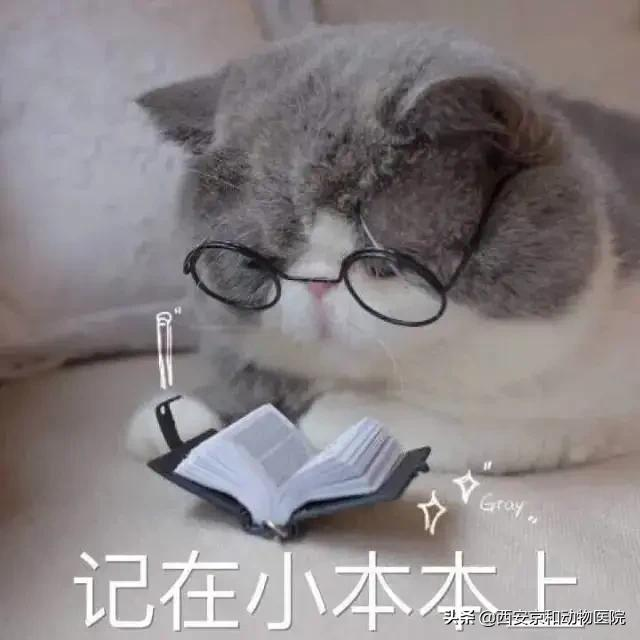 猫咪到底该不该绝育？
