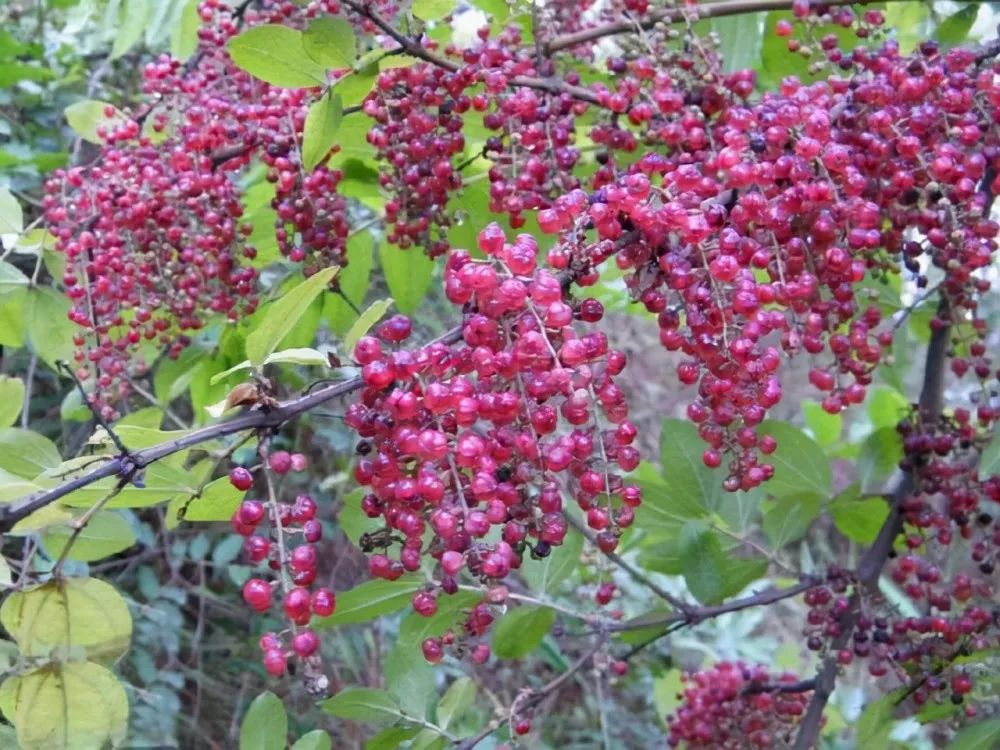 植物世界丨40种农村野果子,有的美味,有的剧毒,有的漂亮做盆栽