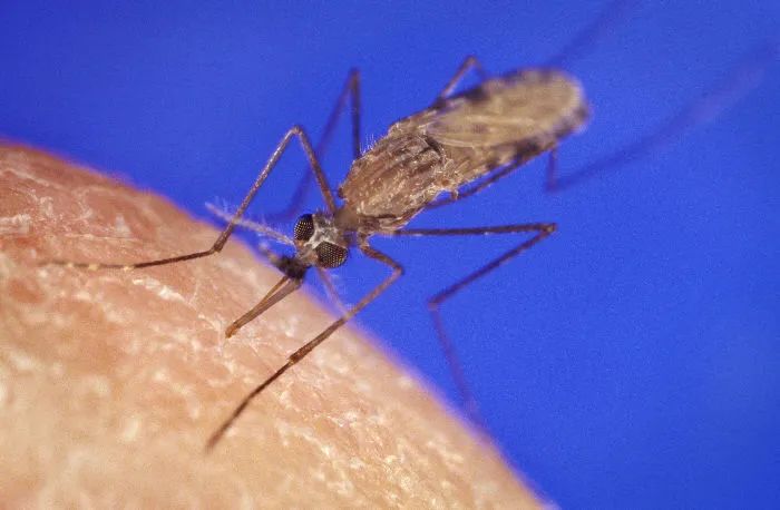 曾经的灭蚊英雄，为何转身一变成为了百大入侵者？