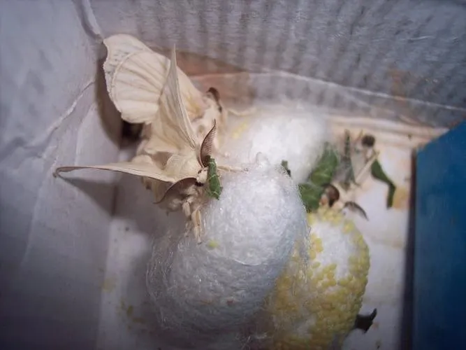 太无语了！一妈妈为了帮儿子完成作业，说是要养蚕,想着可能有些会养不活