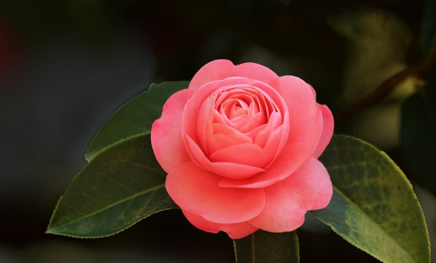 “诗歌谢谢”玫瑰花，11诗，烧红色腐烂的雪开放