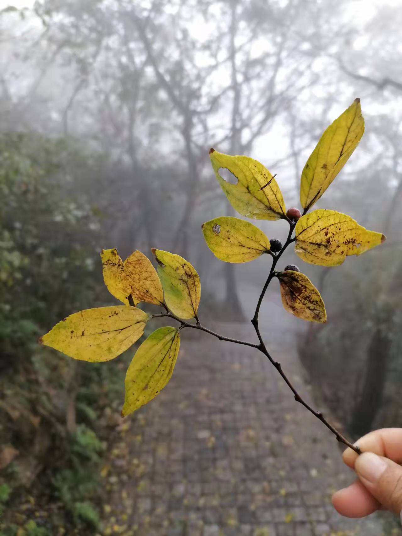 路灯下，与一片落叶同步而行