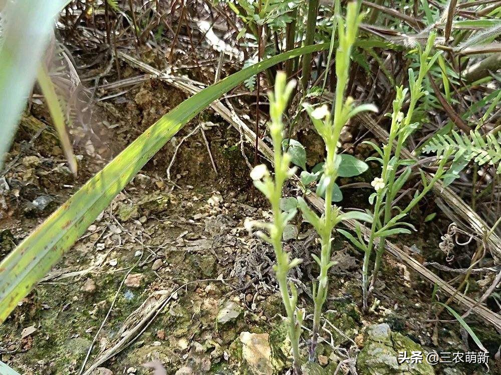 它被称作"草中黄金",外形极其普通,在野外看到了一定要珍惜