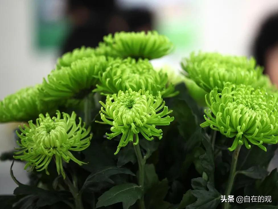 大s和汪小菲怎么离婚了，为什么