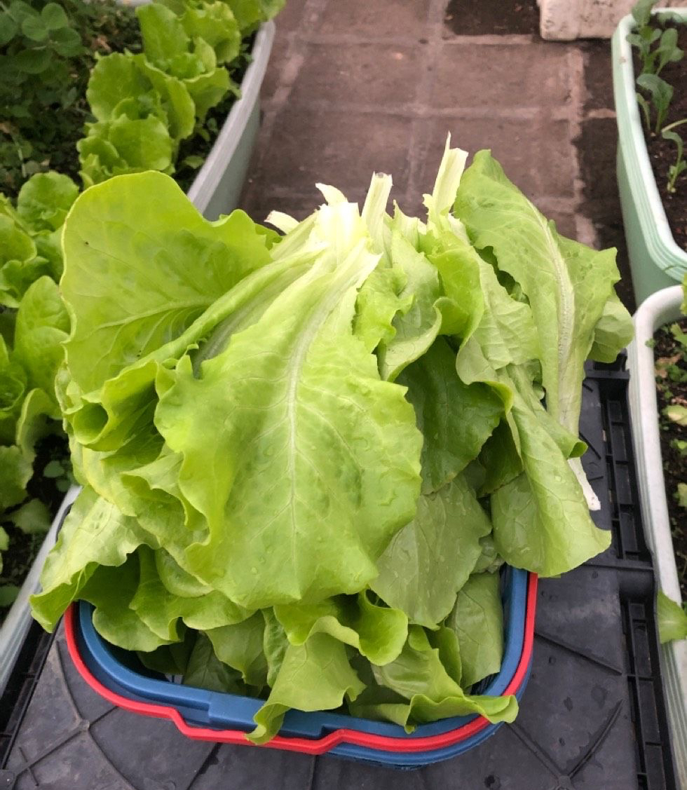 生菜的种植方法和时间（在家种生菜只需这三步就可）