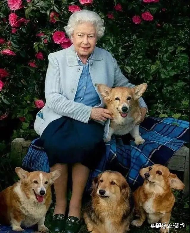 英国女王高龄95了，感觉再也遛不动那些柯基了