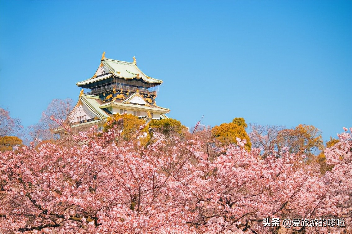 日本樱花图片（盘点大家都爱去的赏樱名地）