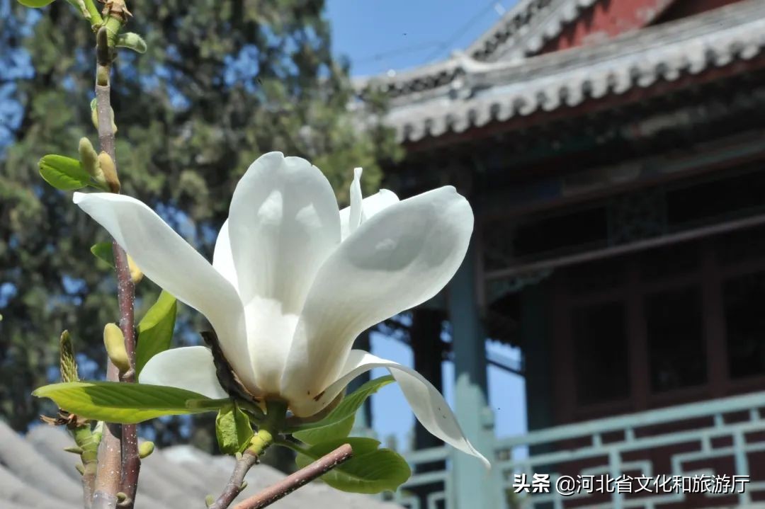 诗意园林春日寻，人间芳菲四月天