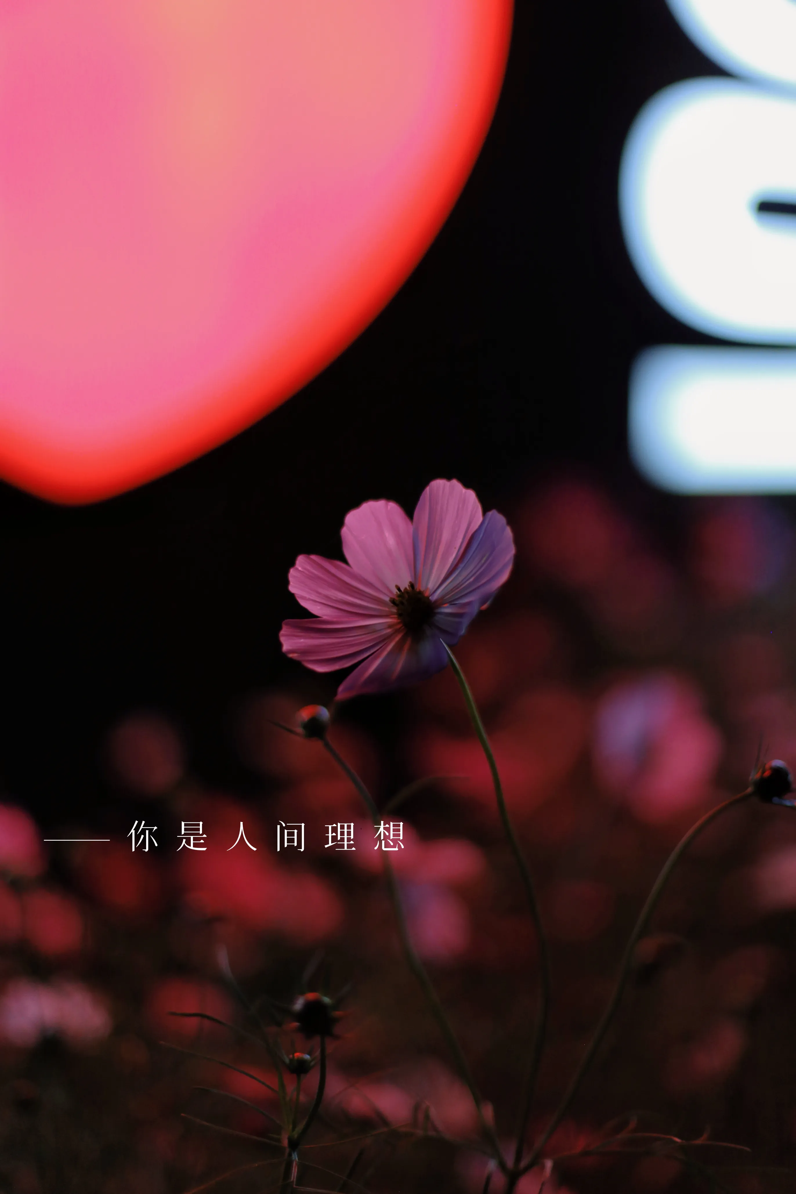 不期而遇的围炉煮茶，在这个初冬，在村上后巷旧爱的院子里