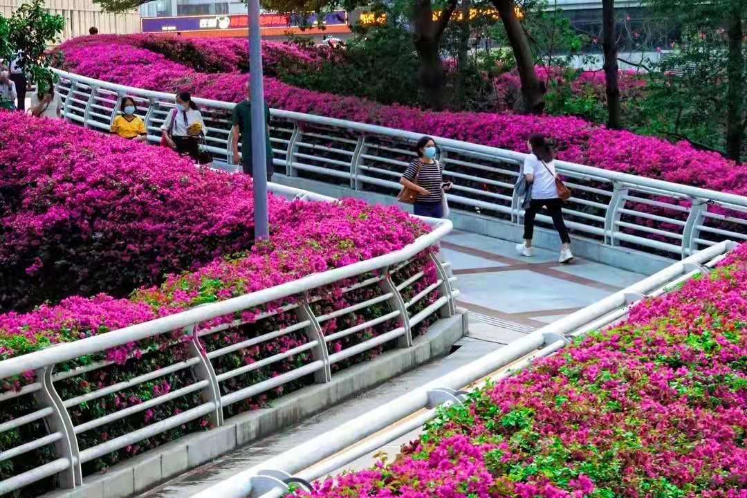 这座城市现在到处是肆意绽放的三角梅，花开荼蘼，美极了