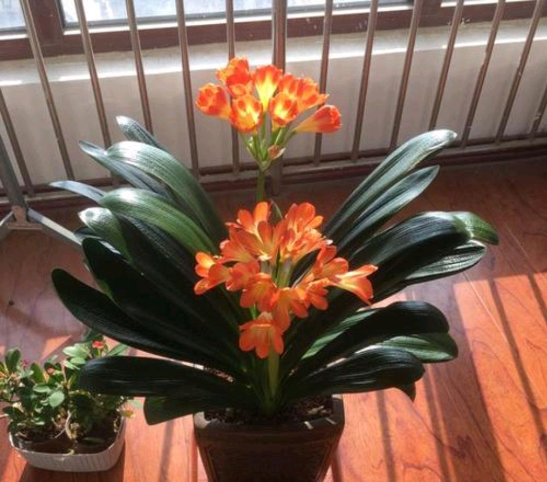 硫酸亚铁浇花使用方法