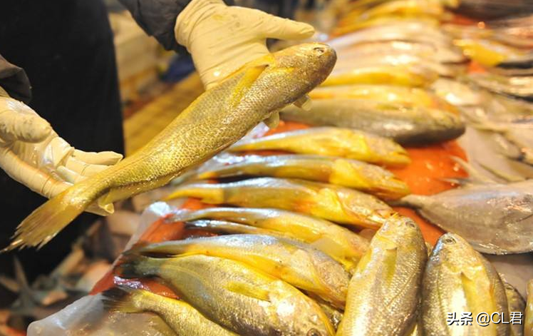 一网捞出957万的大黄鱼，渔民“瞬间暴富”，野生大黄鱼凭啥贵？
