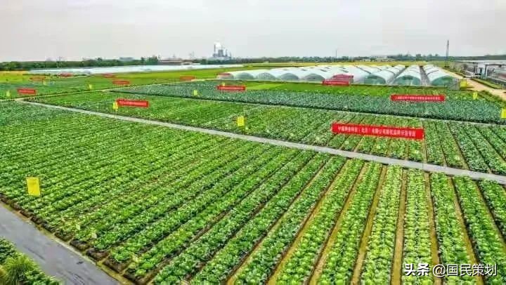 好风凭借力，未来五年，乡村农旅项目如何破局？