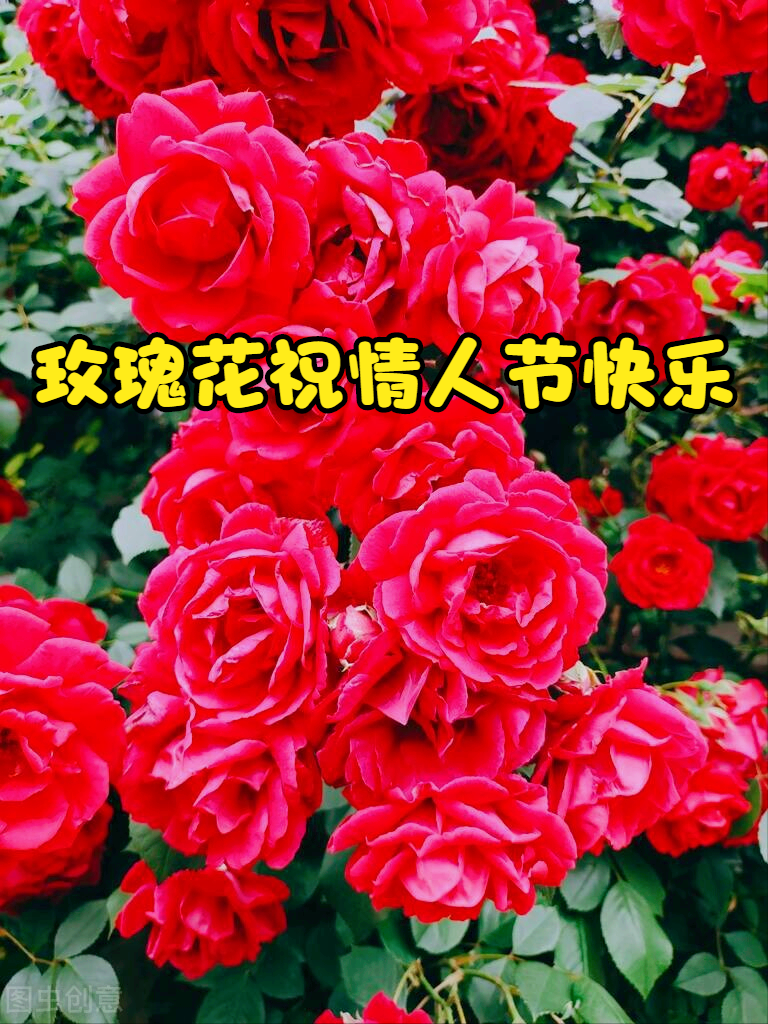 情人节卖玫瑰花语言1朵玫瑰花语----我的心中只有你 only you!