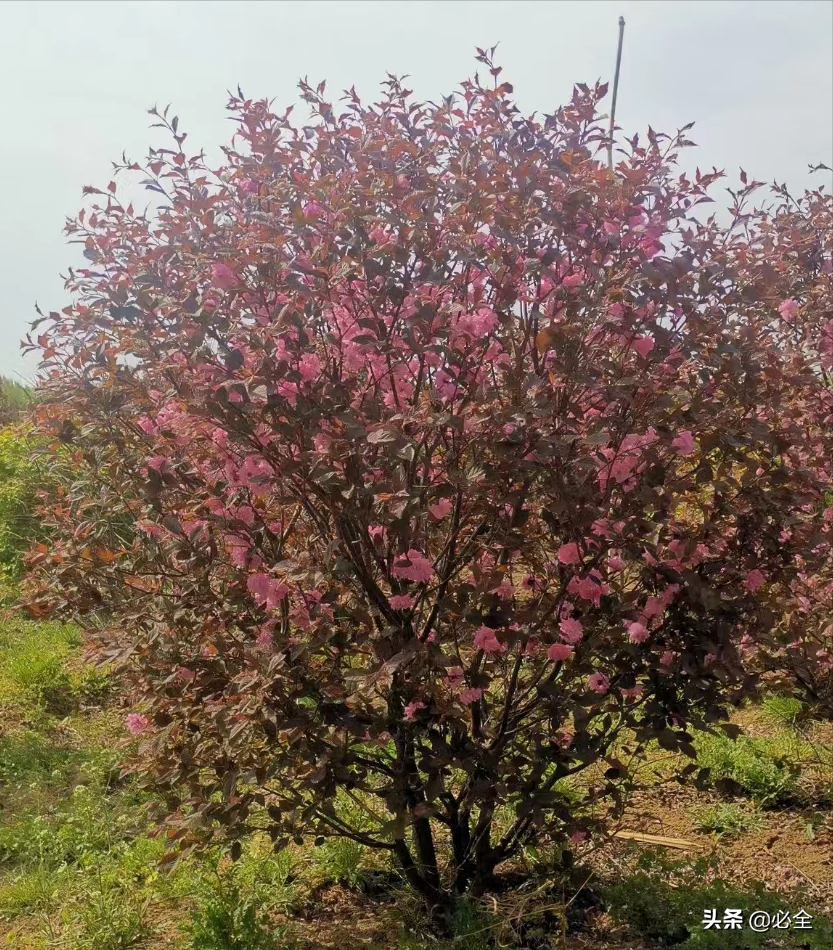 红宝石海棠（地产园林中常用的花灌木介绍）